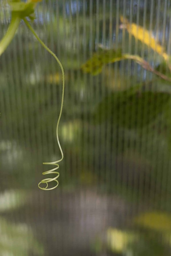 Come aiutare il mio cane ad adattarsi a un nuovo ambiente?